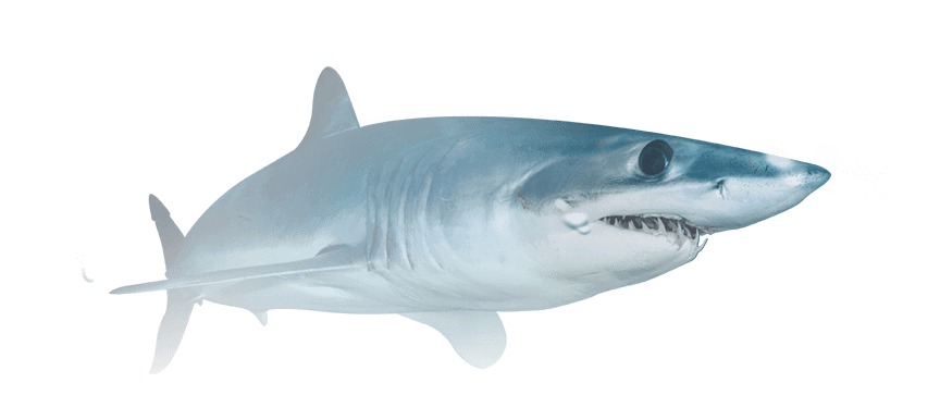 animals 05 free img.png
